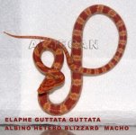 DSC01602 copia copia.jpg