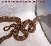 DSC01605 copia copia.jpg