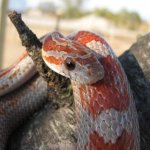 Canto 10-05-08 b.jpg