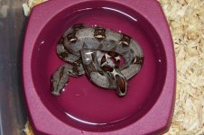 100_1571.JPG