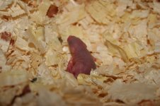 IMG_5185.jpg