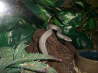 Noah's Viv 005_800.jpg