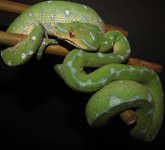 Jayden 11-16-08 c.jpg