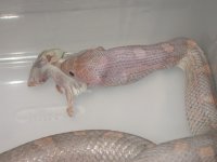 Butt-muncher 002.jpg