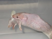 Butt-muncher 003.jpg