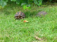 koko Feasts 001.jpg