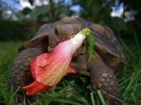 koko Feasts 004_800.jpg