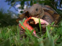 koko Feasts 006_800.jpg