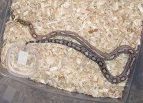 aphro_dorsal.jpg