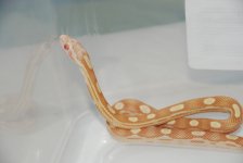 new butter motley.jpg