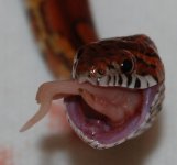 cropDSC_0011.jpg
