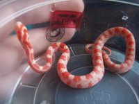 5 after shed.jpg