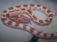 100_1118.jpg