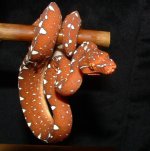 GTP-J 04-09-08 b1.jpg