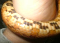 bellyyellow.JPG