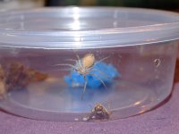 2008_0827Spider0003.jpg
