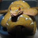 GTP-J 10-06-08 a.jpg