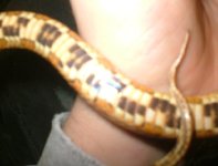 bellyyellow2.JPG