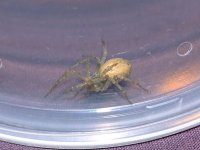 2008_0827Spider0017.jpg