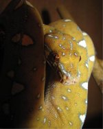 GTP-J 10-06-08 b.jpg