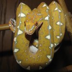 GTP-J 10-06-08 b-.jpg