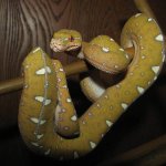 GTP-J 10-06-08 c.jpg