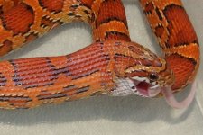 Clyde4.jpg