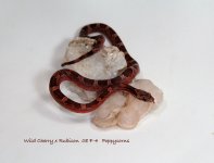 WC x Rubc 08F4 Nov08_0521.jpg