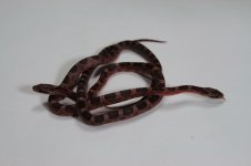 Wild Cherry x Ruicon m5 & m3 Nov08_0843.JPG