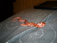 Snakepics003.jpg