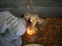 Snakepics004.jpg