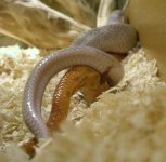 000Pewter x Hypo het. Blood (1).jpg