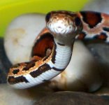 monty cobra face.jpg