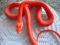 fire stripe.JPG
