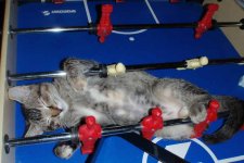 AbbyFoosball.JPG