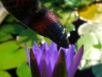 Zee 08_2008 002cr.jpg