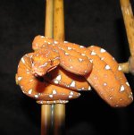 GTP-J 07-02-08 a.jpg