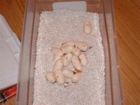 amel eggs 001 (Small).jpg