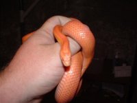 family an snake pics 099 (Small).jpg