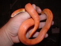 family an snake pics 101 (Small).jpg