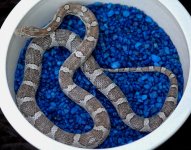 banded anery.jpg