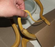 041508 brett sutures.JPG
