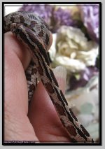 rootbeer het anery male1.jpg