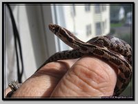 rootbeer het anery male2.jpg