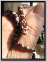 rootbeer het anery male3.jpg
