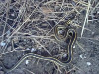 more garter Medford.JPG