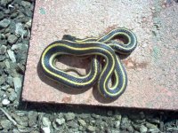 garter snake.JPG