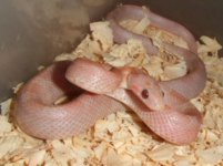 hypo lavender bloodred .JPG