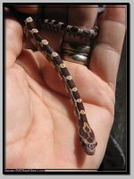 rootbeer het anery male4.jpg
