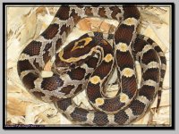 rootbeer het anery female.jpg